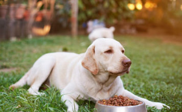 Labrador Retriever Diet