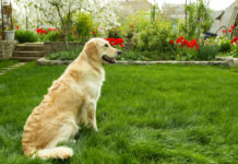 Labrador training