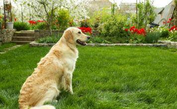 Labrador training